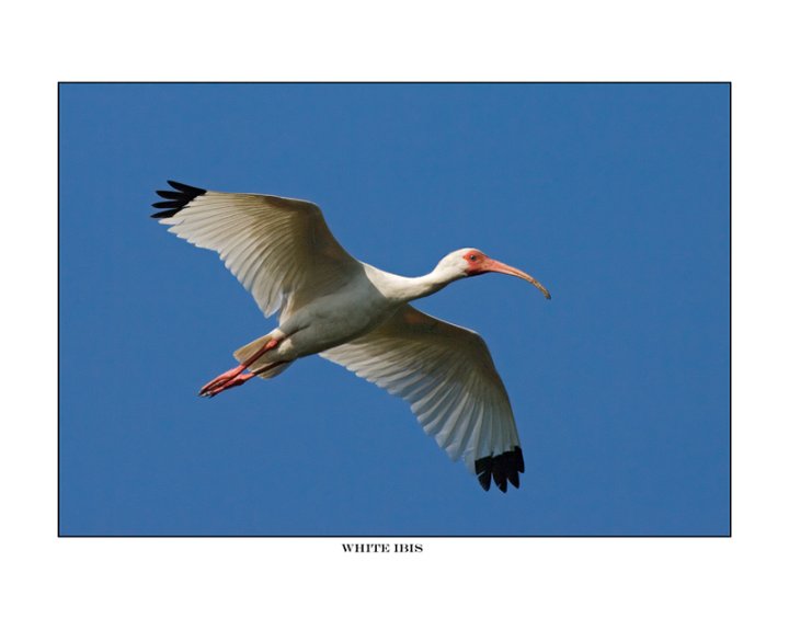 1078 white ibis.jpg